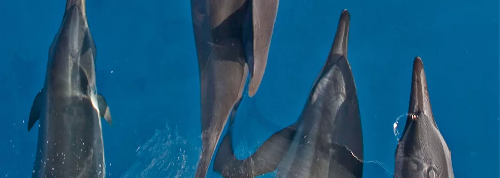Dolphin Pod Boat Tour Kona