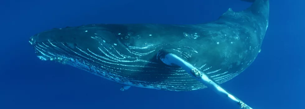 Best whale watch kona