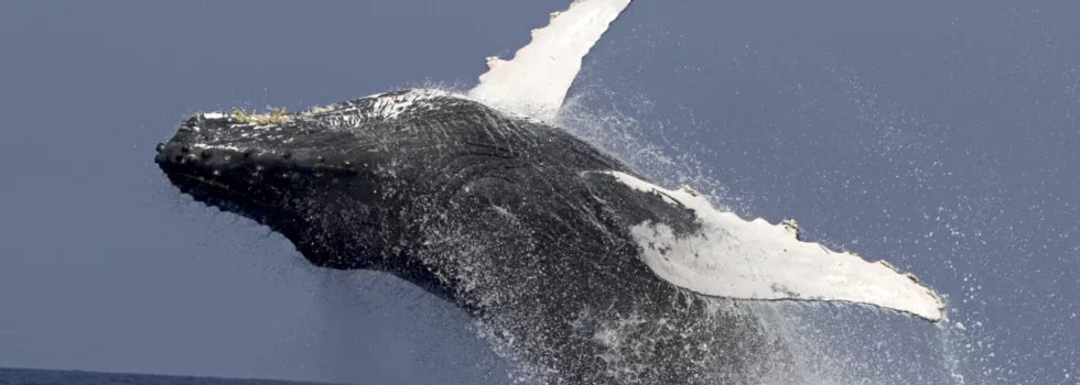 Whale breach kona