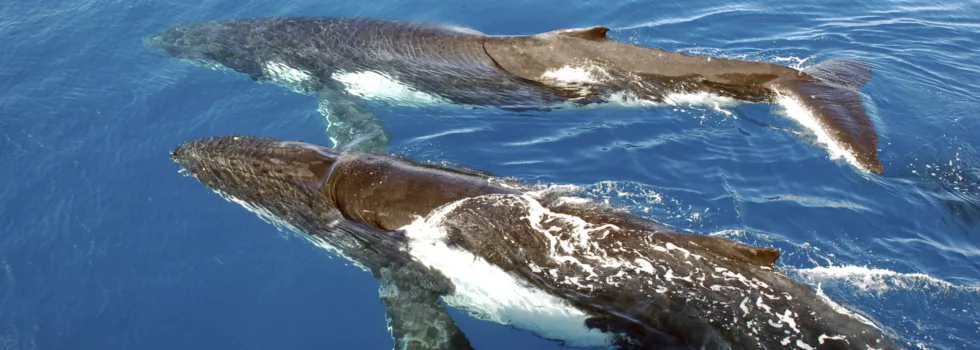 Whale swim kona hawaii