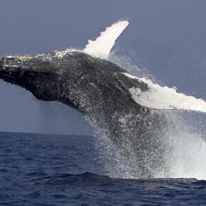 Kona Whale Watching Cruise
