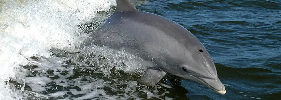 Dolphin Up Close Kona Tour