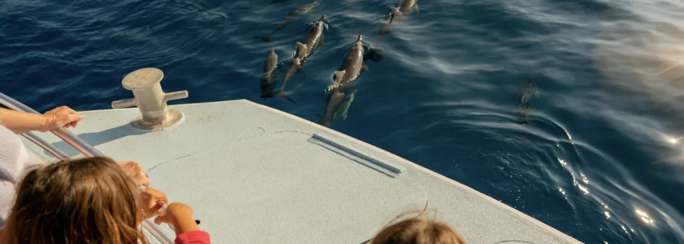 Dolphins swim in boat wake kona