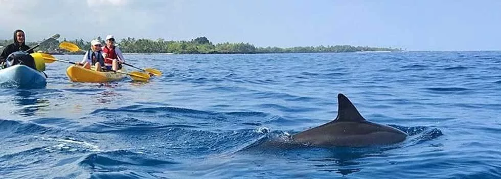 Kayaking with dolphins hawaii