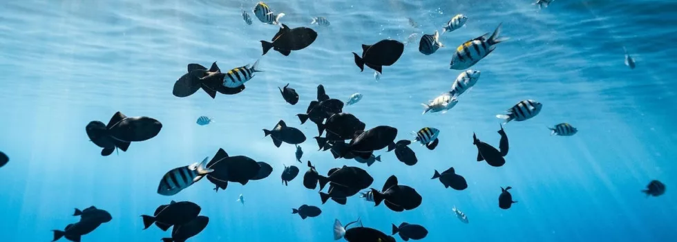 Kealakekua snorkeling