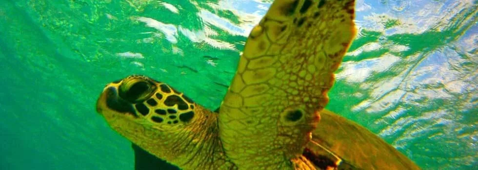 Turtle kayak kealakekua
