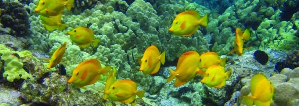 Snorkel kealakekua kayak