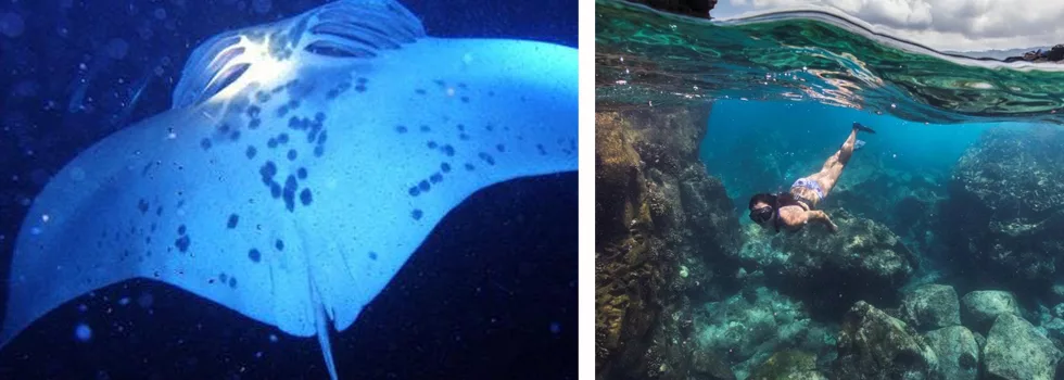 Unique manta snorkel kona