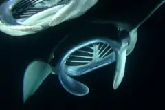 Kona Manta Ray Night Snorkel: Manta Thumb