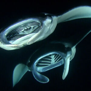 Kona Manta Ray Night Snorkel