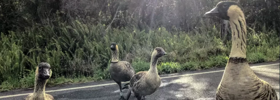 Nene goose volcano hawaii tour
