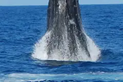 Kona Whale Watching Tour: Whale thumb