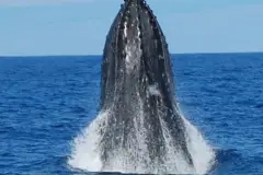 Kona Whale Watching Tour: Whale thumb