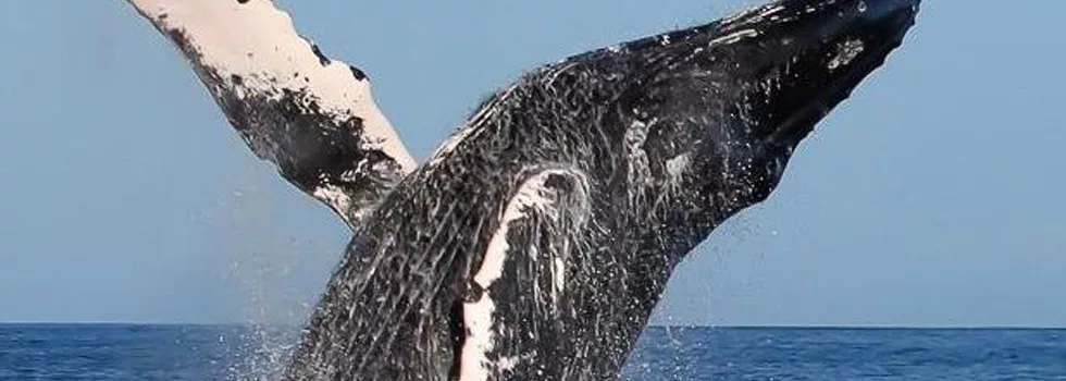 Best Whale Watching Kona