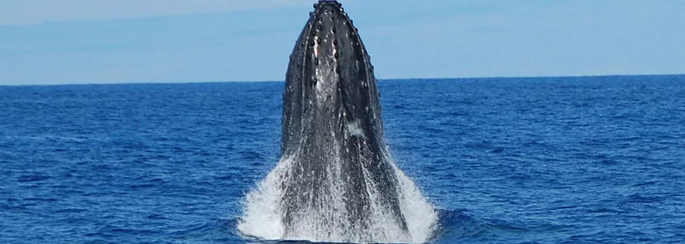 Whale Watching Kona