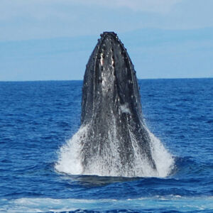 Kona Whale Watching Tour