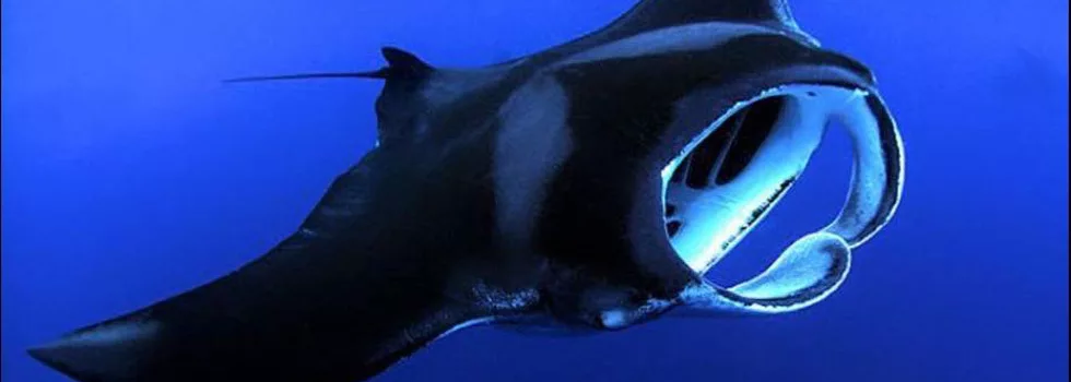 Manta Ray Swim Kona Tour