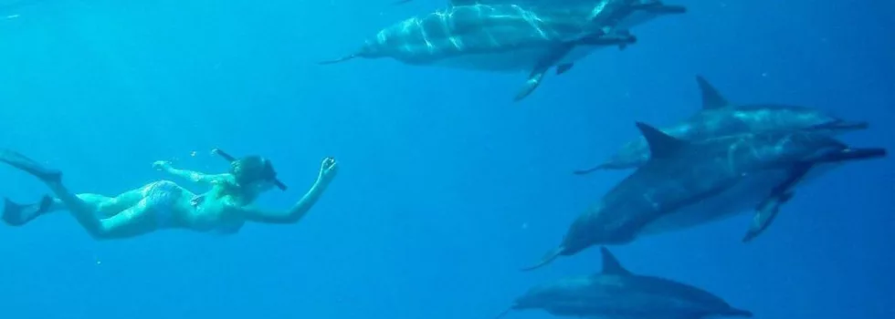 Private Dolphin Snorkel Kona