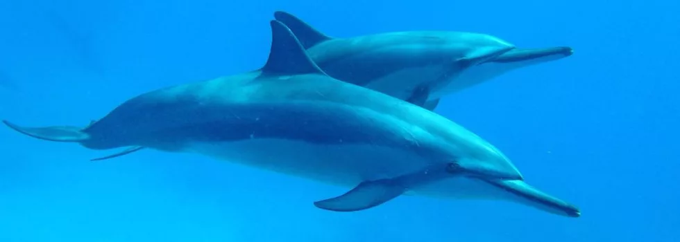 Private Dolphin Swim Kona