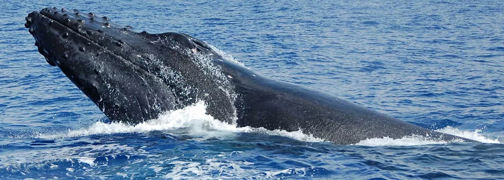 Humpback Whale Watching Boat Kona