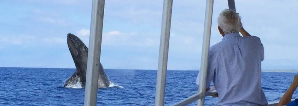 Whale Watching Tour Kona Boat