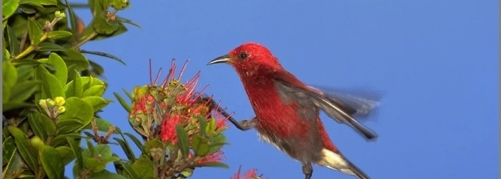 Bird watching kona hawaii