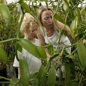 Vanilla Luncheon and Farm Tour