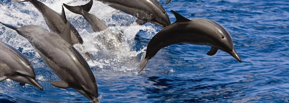 Hawaii dolphin catamaran