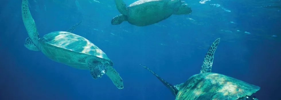 Turtle snorkel catamaran hawaii tour