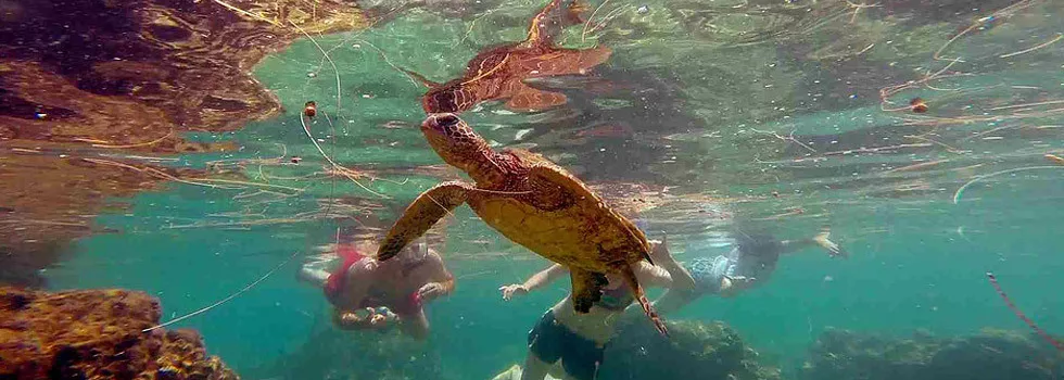 Turtle Snorkeling Near Kona