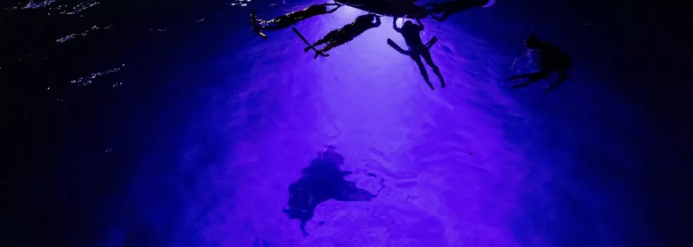 Best manta night snorkel kona