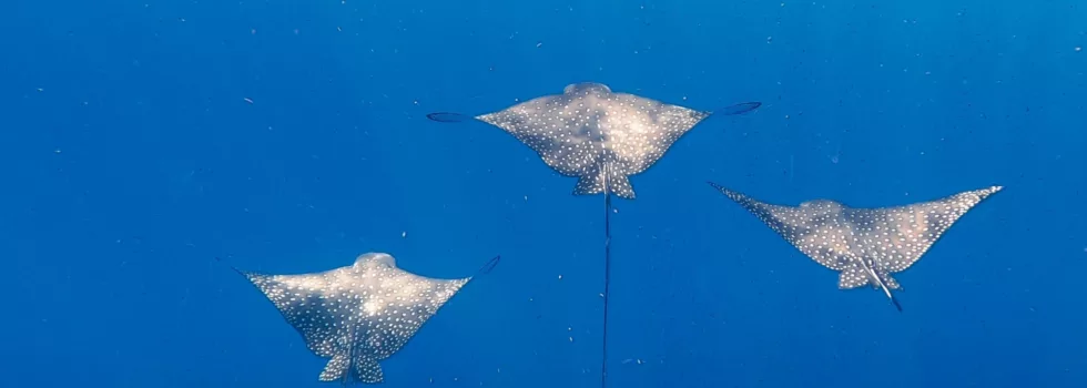 Eagle ray snorkel kona