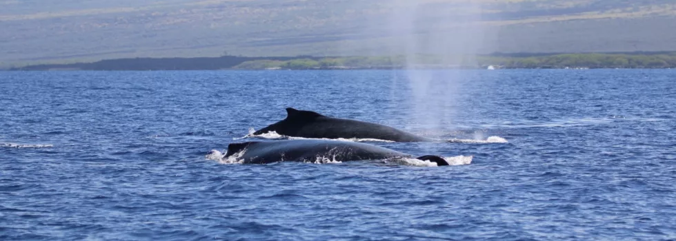Whale spout kona