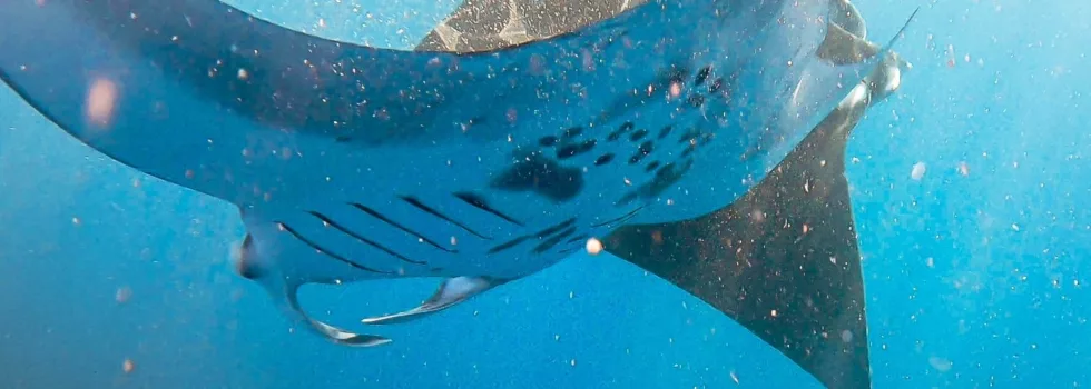 Swim manta rays kona