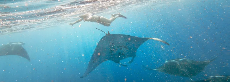 Manta ray snorkel kona