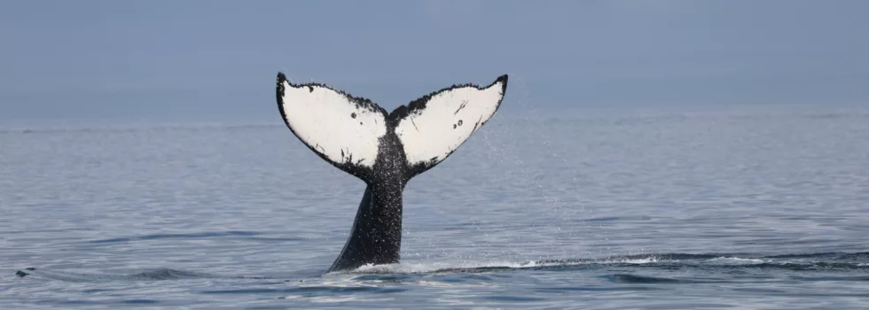 Whale watching in kona