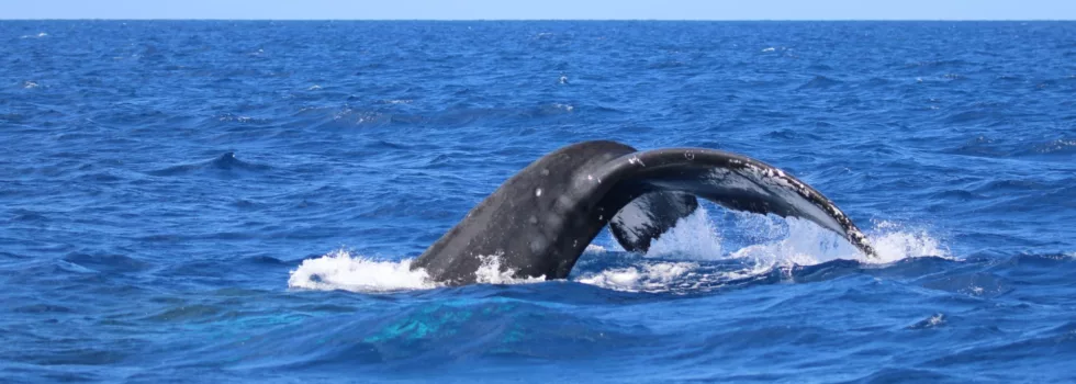 Whale tale kona