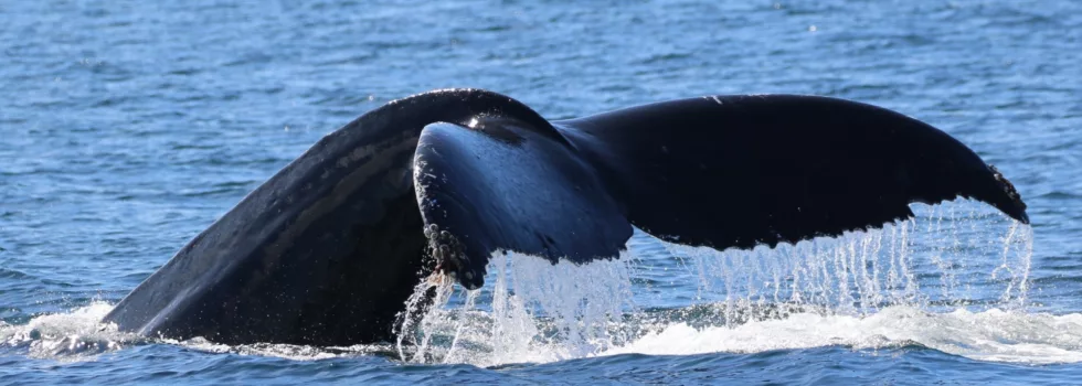 Kona whale watching tour