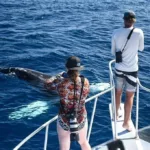 Best whale watch kona