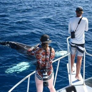 Whale Watching off the Kona Coast