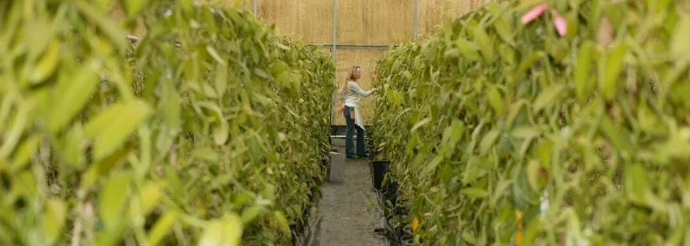 Vanilla farm tour hawaii island