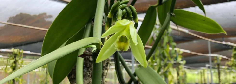 Vanilla flower tour hawaii