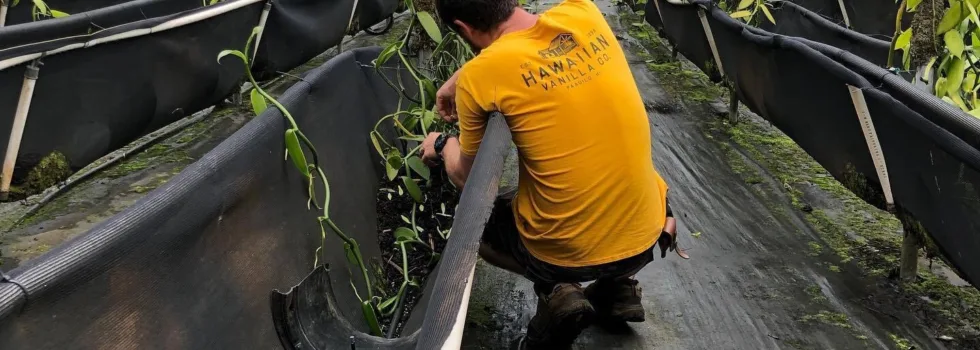 Vanilla bean harvesting hawaii tour