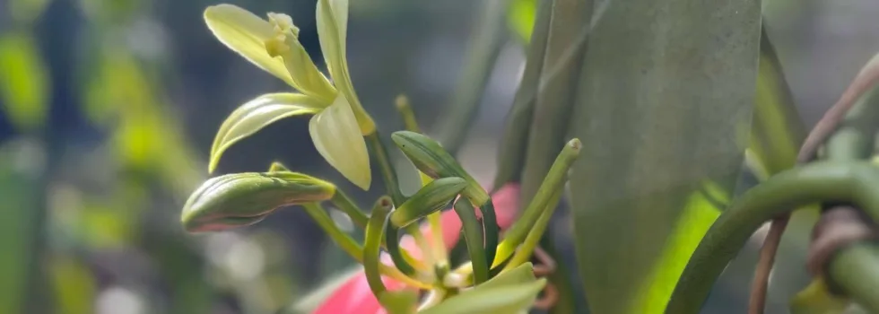 Vanilla orchid flower hawaii