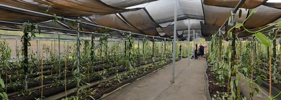 Vanilla farm greenhouse