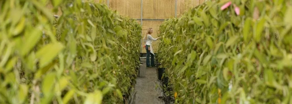 Vanilla farm tour hawaii island