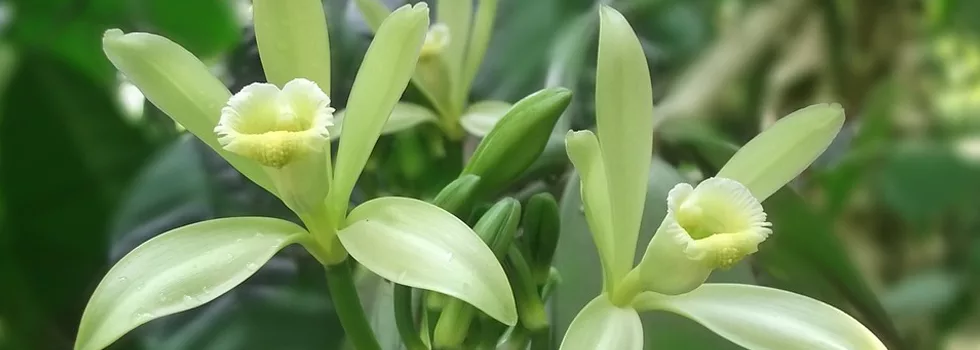 Hawaiian-vanilla-flower