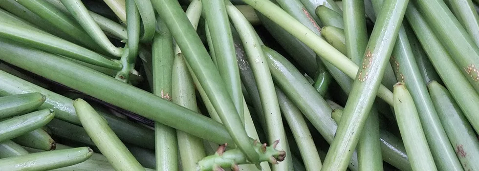 Hawaii-vanilla-beans