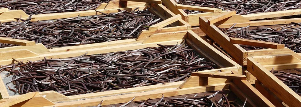 Dried-hawaiian-vanilla