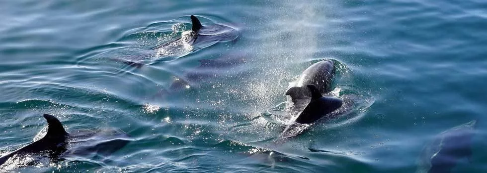 Hilo dolphin boat tour